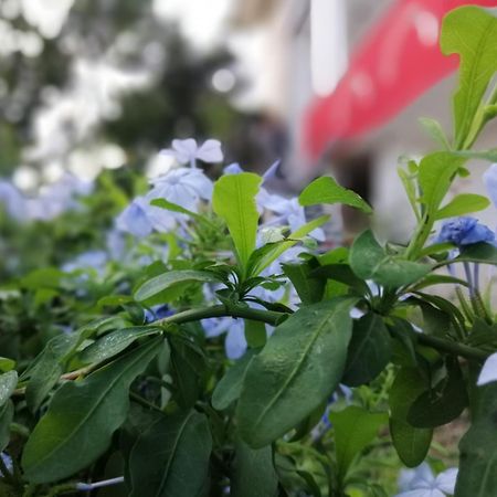 B&B Sa Scraria Meana Sardo Екстериор снимка